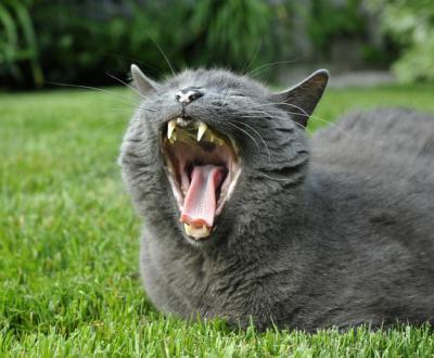 Yawning Cat Number 139
